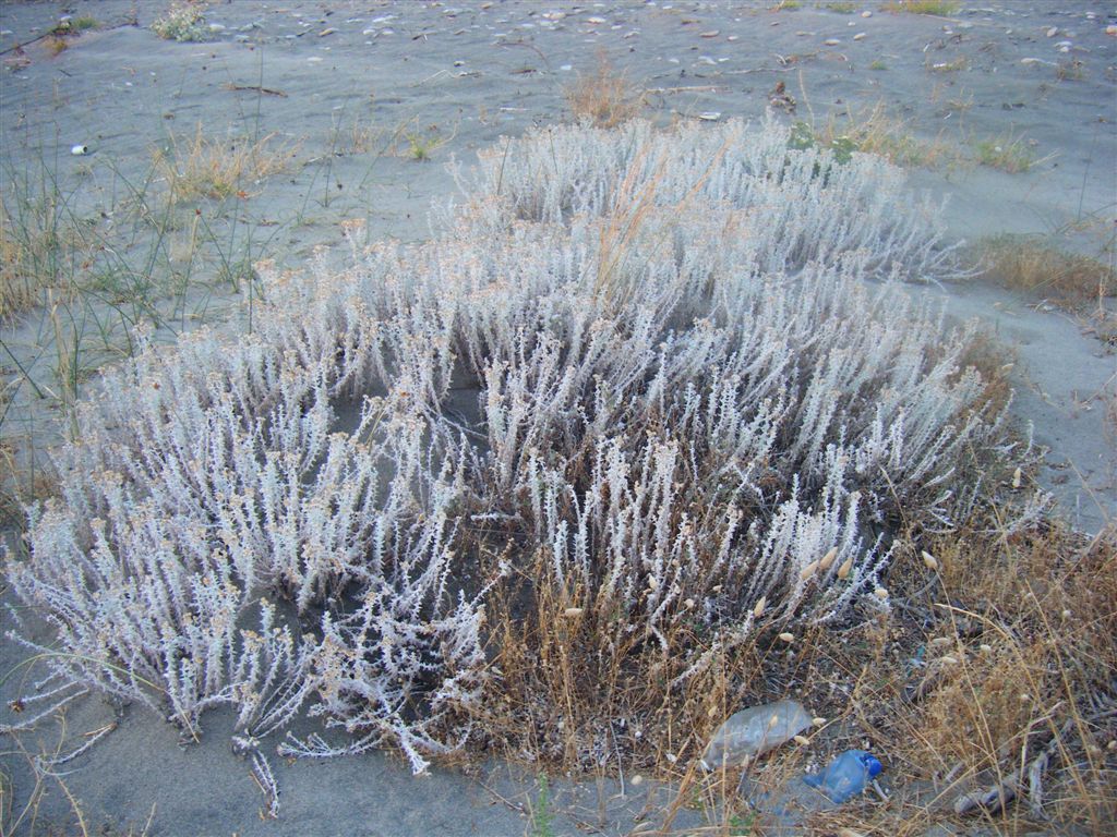 Achillea maritima / Santolina delle spiagge